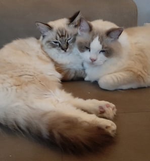 gatti ragdoll che riposano