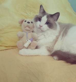 gatto ragdoll