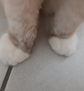 zampe di gatto ragdoll con segni bianchi