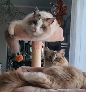 gatti ragdoll seduti sul tiragraffi
