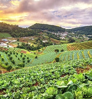 a farm vegetables with a view of a farm and a Nilgiris mountain in the background