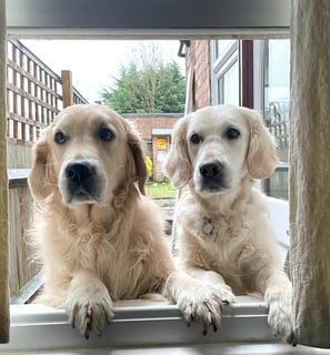Ziggy & Millie