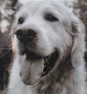 Marley