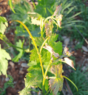 Nachhaltiger Weinberganbau mit ViñArts Mallorca
