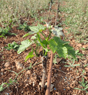 Siembra ecológica de viña con ViñArts Mallorca