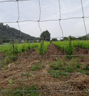 Ökologische Dienstleistungen für Weinberge, Weingüter, Bauernhöfe und Landhotels auf Mallorca