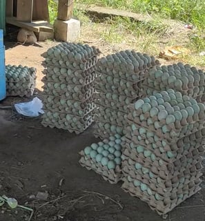 the fresh duck egg from free range farming in rice landfill. 