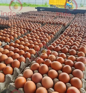 a bunch of fresh eggs on a carton of table eggs