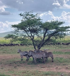 Safari , viaggi avventurosi