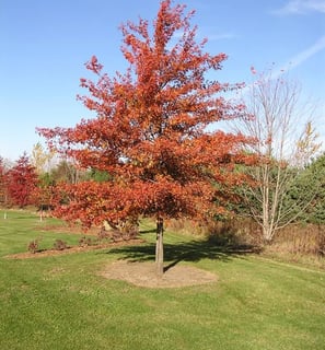 Tree Pruning
