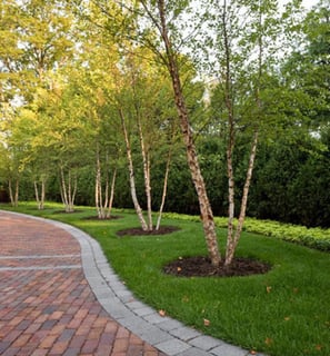 Tree Pruning