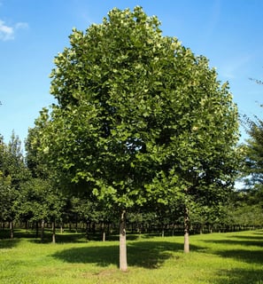 Tree Pruning
