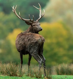 Cerf élaphe debout dans une clairière forestière en Bretagne, entouré de verdure luxuriante.