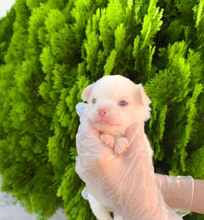 chihuahua pêlo longo branco de nariz chocolate e olhos verdes macho