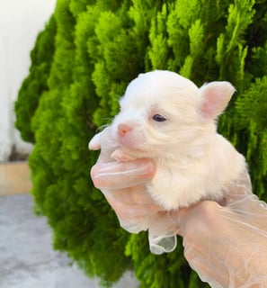 chihuahua pêlo longo branco de nariz chocolate macho