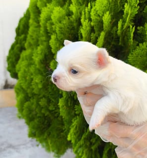 chihuahua pêlo longo branco macho