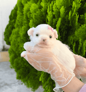 chihuahua pêlo longo branca fêmea