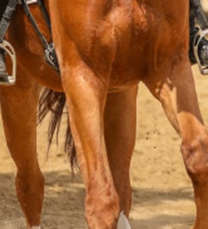 photo concours dressage cheval vaison la romaine