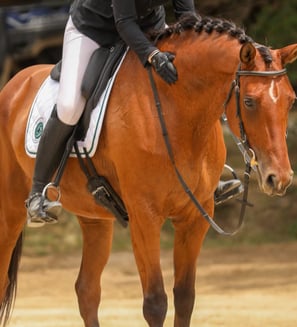 cavalier et son cheval en photo