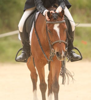 photo d'une jeune cavaliere et son poney