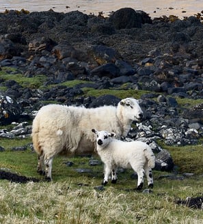 Maman et bébé mouton sur le bord de la route
