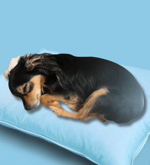 Small black and brown dog sleeping on a blue pillow