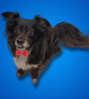 Black dog with a red bow tie