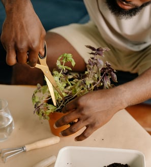 Cutting a houseplant with scissors