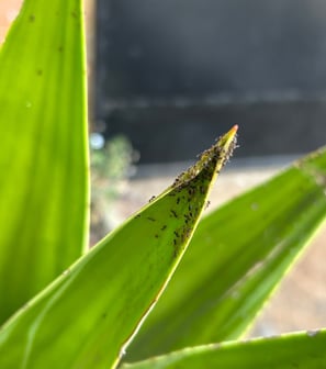 Ants eating a plant in Africa