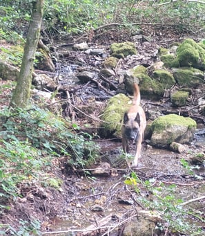 baladez vous en fotêt avec votre animal de compagnie