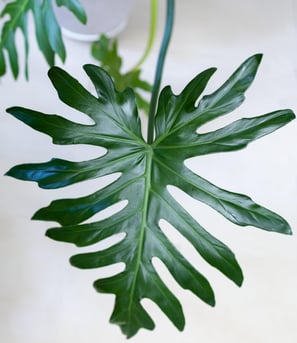 Philodendron bipinnatifidum lobed leaves