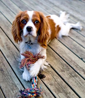 King Charles