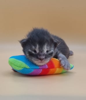 chaton maine coon black smock de la chatterie du val de riss
