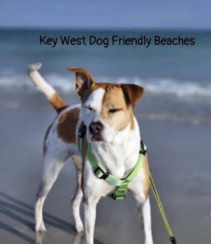 pet-friendly-beaches-in-key-west 1