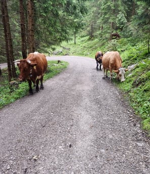 forstweg anklalm ankl alm kuh kühe
