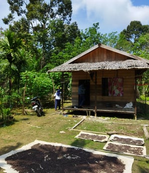 proses pasca panen natural kopi robusta di desa pasak piang, kuburaya, kalimantan barat