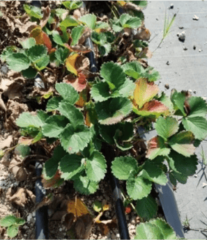 Planta fresa antes de ser tratada