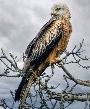 Red Kite Gigrin Farm Red Kite Centre Wales