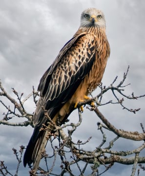 Red Kite Gigrin Farm Red Kite Centre Wales