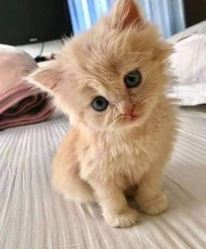 a kitten sitting on a bed. Very cute.