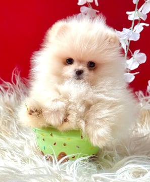 POMERANIA MINI COLOR BLANCO CREMA