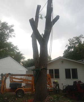 Ash tree removal in Bloomington. Lost to EAB.
