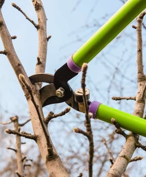 Lopper pruning fruit tree during dormancy