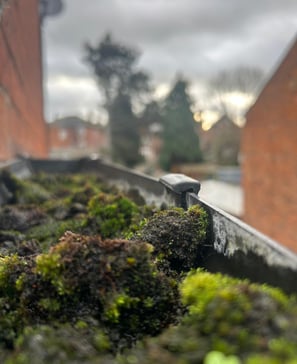 moss filled gutter