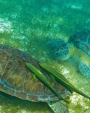 Tour Tortugas Cenote desde Cancun