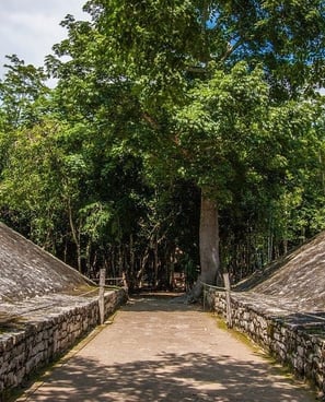 Tour Tortugas Coba Cenote desde Cancún