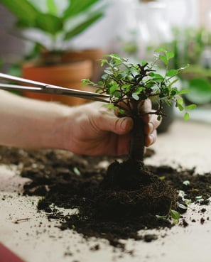 Houseplant being pruned