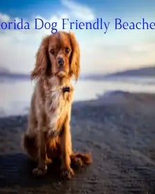 dog-friendly-vacation-spots-in-florida