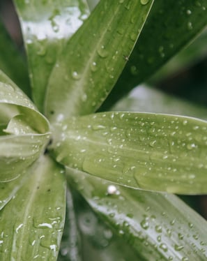 Indoor plant with wet leaves