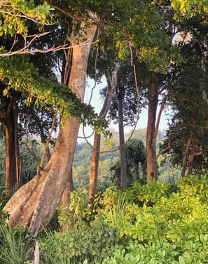 Lush tropical vegetation in Havelock, Andaman and Nicobar Islands, India.